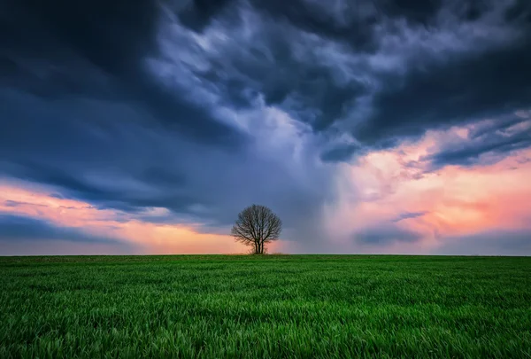 Yalnız bir fırtınada — Stok fotoğraf