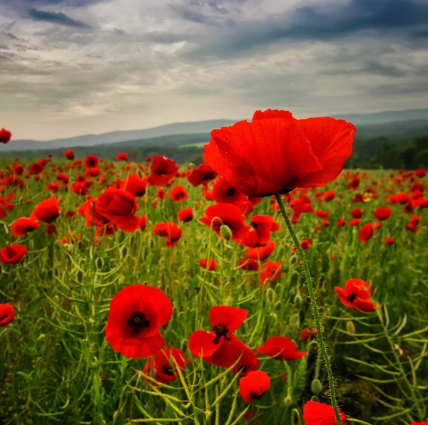 Bidang poppy — Stok Foto