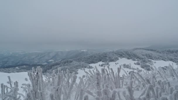 Piękny Zimowy Krajobraz Śnieżnymi Szczytami Górskimi Mrożonymi Krzewami Trawami Grzbiecie — Wideo stockowe