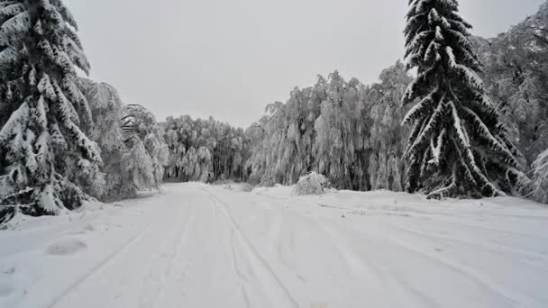 Estrada Nevada Inverno Floresta Bela Paisagem Inverno Com Árvores Cobertas — Vídeo de Stock