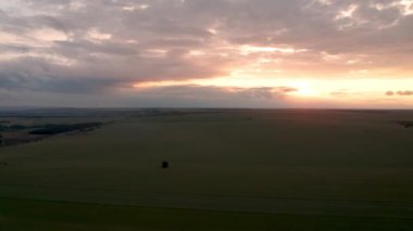 Yeşil buğday filizinin üzerinde İHA uçuşu ve gün batımında ortada yalnız bir ağaç.