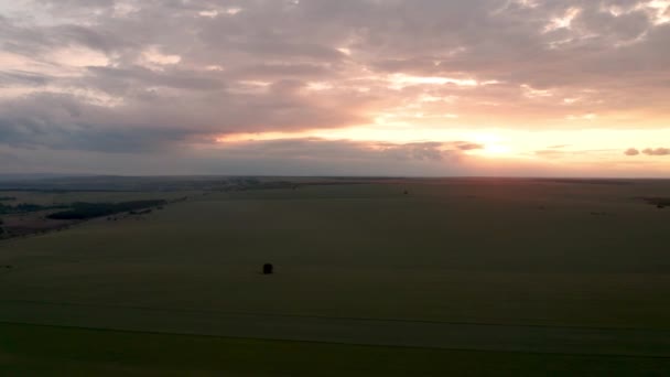 緑の小麦の上を飛行し 日没時には孤独な木 — ストック動画