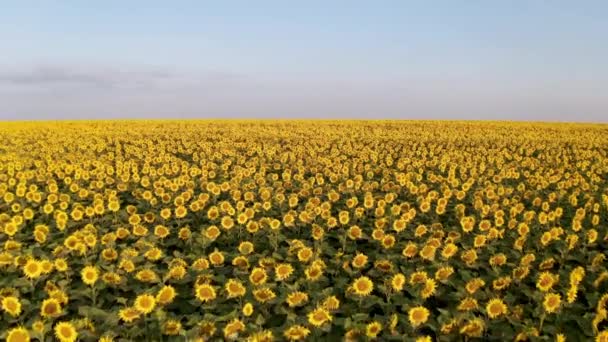 Drone Flight Blossoming Yellow Sunflower Field Close View — Stock Video