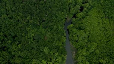 Kalın yeşil bir ormanın içinden geçen bir ırmağın üzerinden İHA uçuşu.