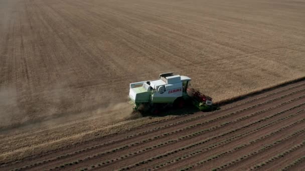 Varna Bulgaria June 2020 Aerial View Combine Harvesting Wheat Field — Stock Video