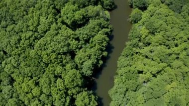 Yoğun yeşil ormanlarla çevrili bir nehrin üzerinde insansız hava aracı uçuşu. Bulgaristan 'daki Ropotamo Doğal Rezervi' nin havadan görüşü.
