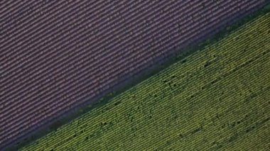 Çiçekli lavanta ve ayçiçeği tarlalarının üzerinde uçan hava aracı. Tarım geçmişi.