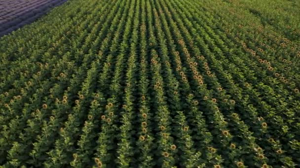 空中无人驾驶飞机在开着花的薰衣草和向日葵地上空飞行 农业背景 — 图库视频影像