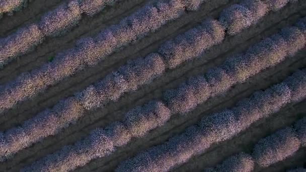 Vuelo Aéreo Drones Por Encima Del Campo Lavanda Florecido Contexto — Vídeo de stock