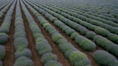 Çiçek açan lavanta tarlasının üzerinde hava aracı uçuşu. Tarım geçmişi.
