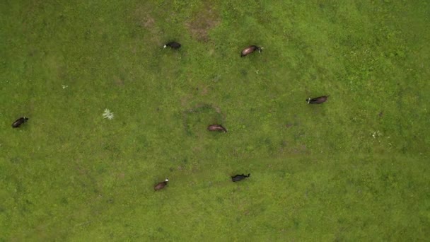 Wideo Zieloną Letnią Łąką Łagodnie Wypasanymi Krowami Góry Rodopskie Bułgarii — Wideo stockowe