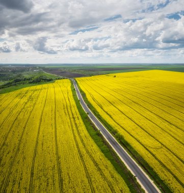 Hava aracı manzaralı, kırsal alanda sarı kolza tohumu tarlası ve içinden geçen bir yol.