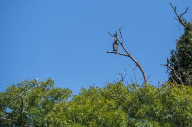 Kuru bir ağacın dallarında yalnız bir karabatak.