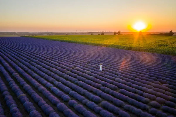 Luchtfoto Van Een Vrouw Een Witte Jurk Tussen Bloeiende Lavendelvelden — Stockfoto