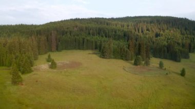 Bulgaristan 'daki kozalaklı ağaçlar, Rodopi Dağları ile çevrili pitoresk bir yaz çayırının videosu