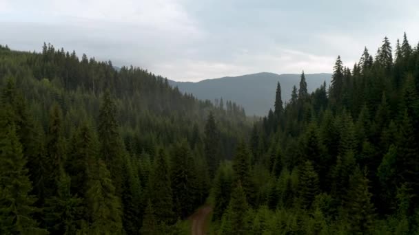 在保加利亚罗多普山山坡上长满了高大的松树 在美丽的针叶林中 有人在飞奔 — 图库视频影像
