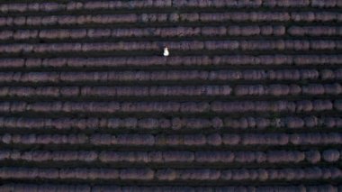 Beyaz elbiseli bir kadının üstündeki drone uçuşu günbatımından önce açan lavanta tarlasında yürüyordu. Üst görünüm.