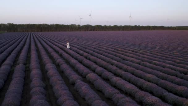 Drone Flight Woman White Dress Walking Blooming Lavender Field Sunset — Stock video