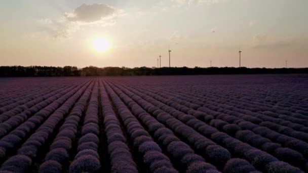 Fantastisk Antenn Video Med Vacker Lavendel Fält Gyllene Timme Vid — Stockvideo