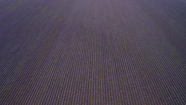 Vuelo Aéreo Drones Sobre Gran Campo Lavanda Flor Contexto Agrícola — Vídeos de Stock