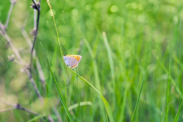 Закрыть Снимок Красивой Сине Оранжевой Бабочки Десфокусированном Зеленом Весеннем Фоне — стоковое фото