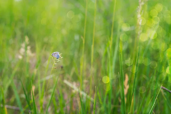 Gros Plan Beau Papillon Bleu Orange Sur Fond Vert Printemps — Photo