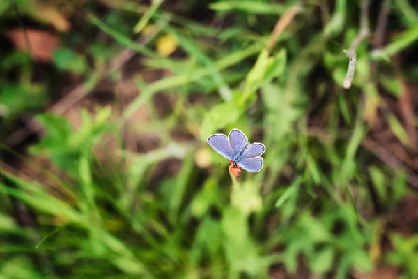 Close Shot Beautiful Blue Orange Butterfly Defocused Green Spring Background — Stock Photo, Image