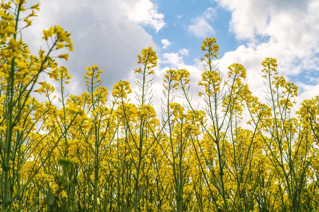 Close up low angle view of a field of blossoming rapeseed against the blue sky with fluffy clouds