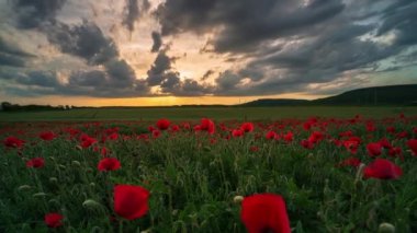 Gün batımında altın saatinde haşhaş tarlasıyla inanılmaz bir hızlandırılmış video.