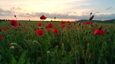 Gün batımında altın saatinde haşhaş tarlasıyla harika bir video.