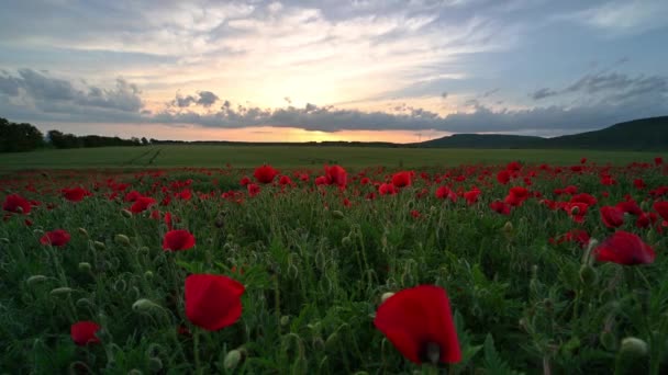 Incrível Vídeo Com Campo Primavera Papoilas Hora Ouro Pôr Sol — Vídeo de Stock