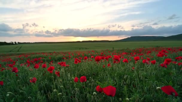 Amazing Video Spring Field Poppies Golden Hour Sunset — Stock Video