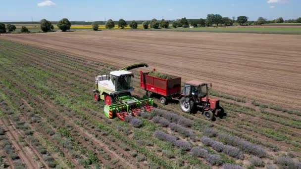 ブルガリアのカヴァルナ 2020年7月11日 ラベンダー畑の収穫の空中ビデオ — ストック動画