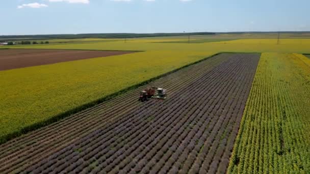 Kavarna Bulgaria Julio 2020 Aerial Viideo Harvesting Lavender Field — Vídeos de Stock