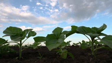Yeşil ayçiçeği fidelerinin olduğu bir bahar tarlasının yakın çekim videosu hafif bir esintide sallanan mavi gökyüzüne karşı.