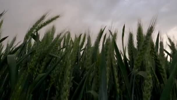 Detailní Záběr Jarní Pole Zelenýma Ušima Pšenice Kymácející Lehkém Vánku — Stock video