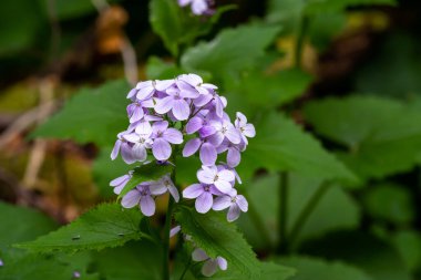 Pembe sabun otu (Saponaria) çiçeklerinin yakın görüntüsü