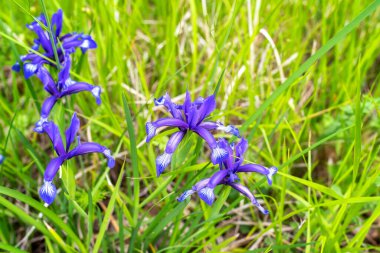 Güzel, vahşi irisleri olan bir yaz çayırının yakın görüntüsü (Iris Graminea)