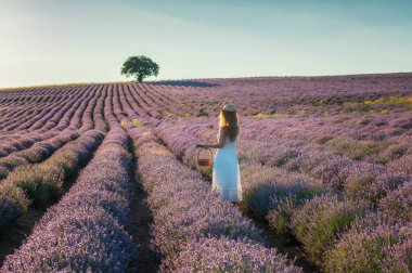 Beyaz elbiseli bir kadın, elinde şapka ve sepet, gün batımından önce altın saatinde çiçek açan lavanta tarlaları arasında.