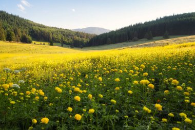 Sarı şakayıklarla kaplı güneşli bir dağ çayırı manzarası