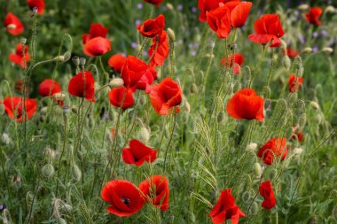 Haşhaş tarlası kapat