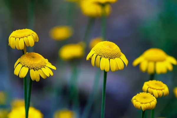 Close View Daisy Field — Stock Photo, Image