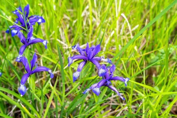 Vue Rapprochée Une Prairie Été Avec Magnifiques Iris Sauvages Iris — Photo