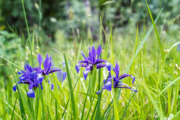 Vue Rapprochée Une Prairie Été Avec Magnifiques Iris Sauvages Iris — Photo