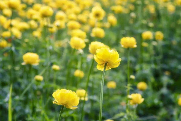 Close View Mountain Meadow Overgrown Yellow Wild Peonies — Stock Photo, Image