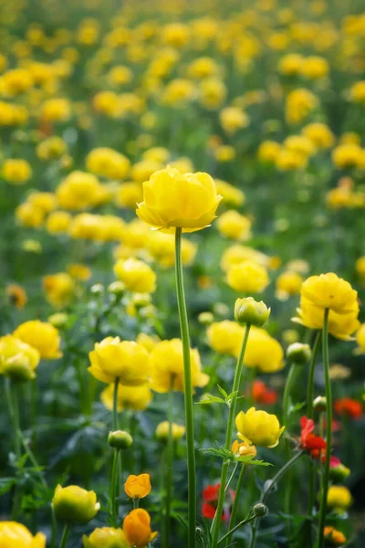 Close View Mountain Meadow Overgrown Yellow Wild Peonies — Stock Photo, Image