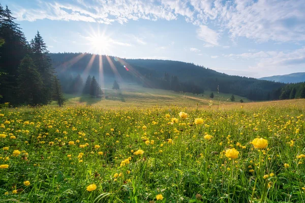 Uitzicht Een Zonovergoten Bergweide Begroeid Met Gele Wilde Pioenen — Stockfoto