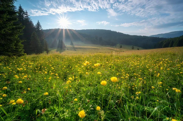 Utsikt Över Solbelyst Bergsäng Övervuxen Med Gula Vilda Pioner — Stockfoto