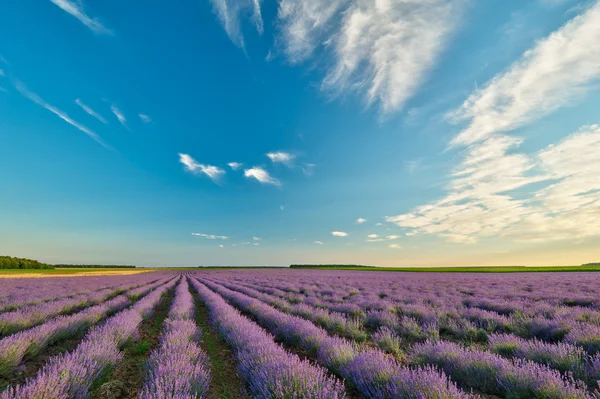 Lavender field — Stock Photo, Image
