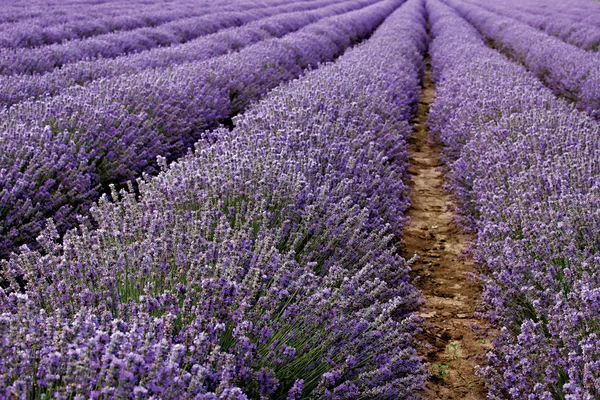 Fondo de lavanda —  Fotos de Stock